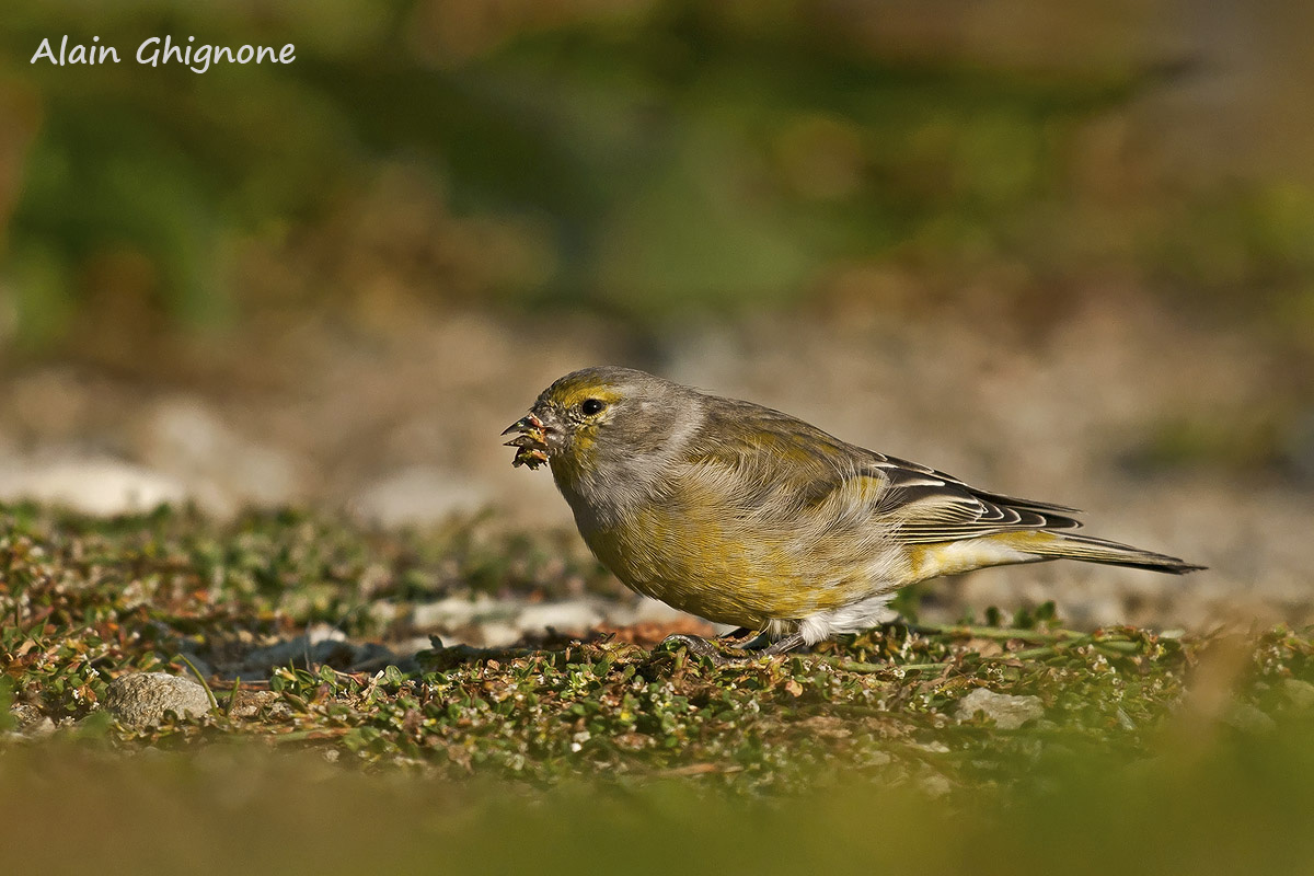 venturone alpino